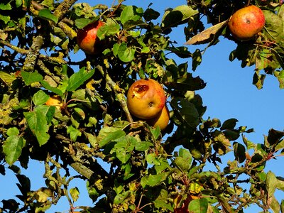Insect fruit nature