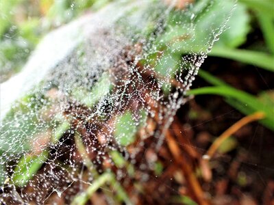Cobweb dew drops garden photo