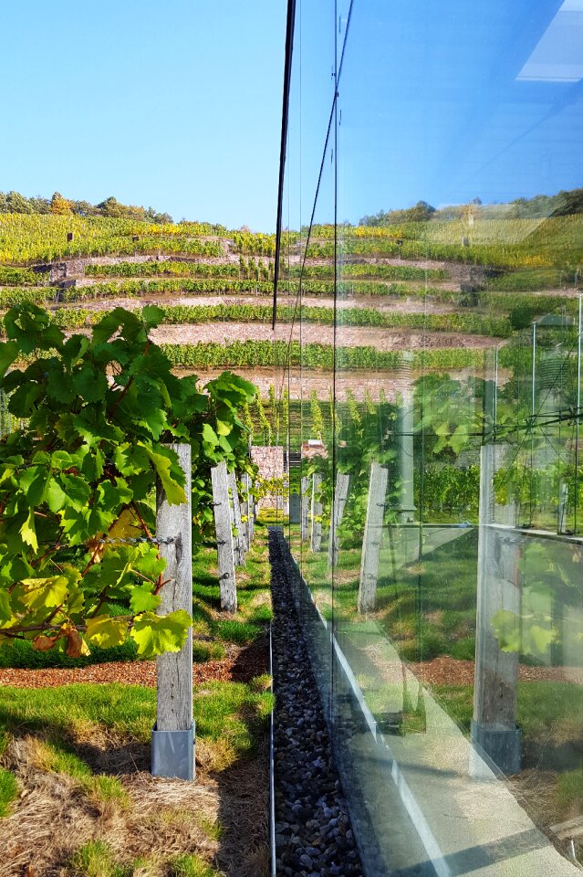 Mirror image vineyard rebstock