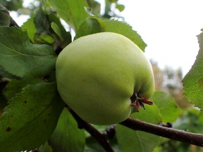 Apple green mature