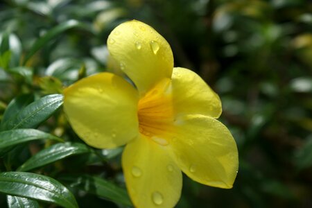 Yellow flowers nature spring photo