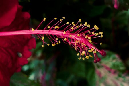 Macro plant nature photo