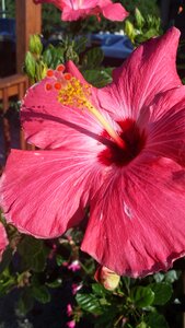 Flower floral bright