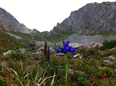 Lily mountain asturias photo