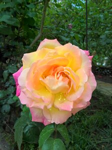 Morning garden nature