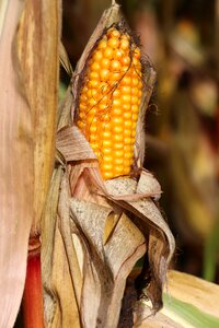 Switzerland field corn