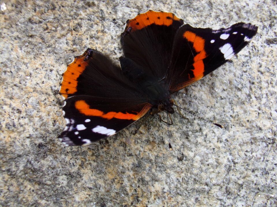 Butterfly animals nature