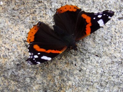 Butterfly animals nature