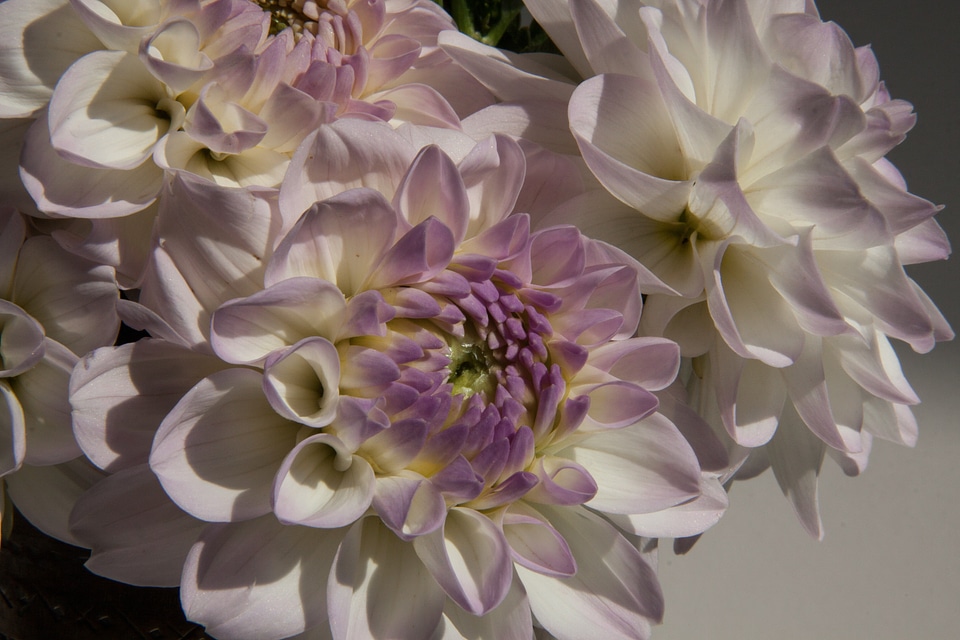 Plant composites white