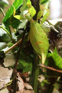 Leaf insect nature photo