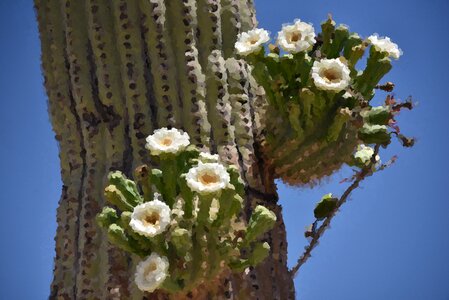 Desert flowers photo