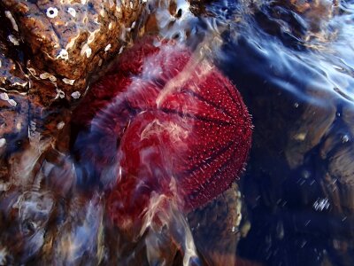Kråkebolle sea shells