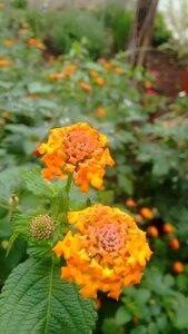 Cellular flowers rain