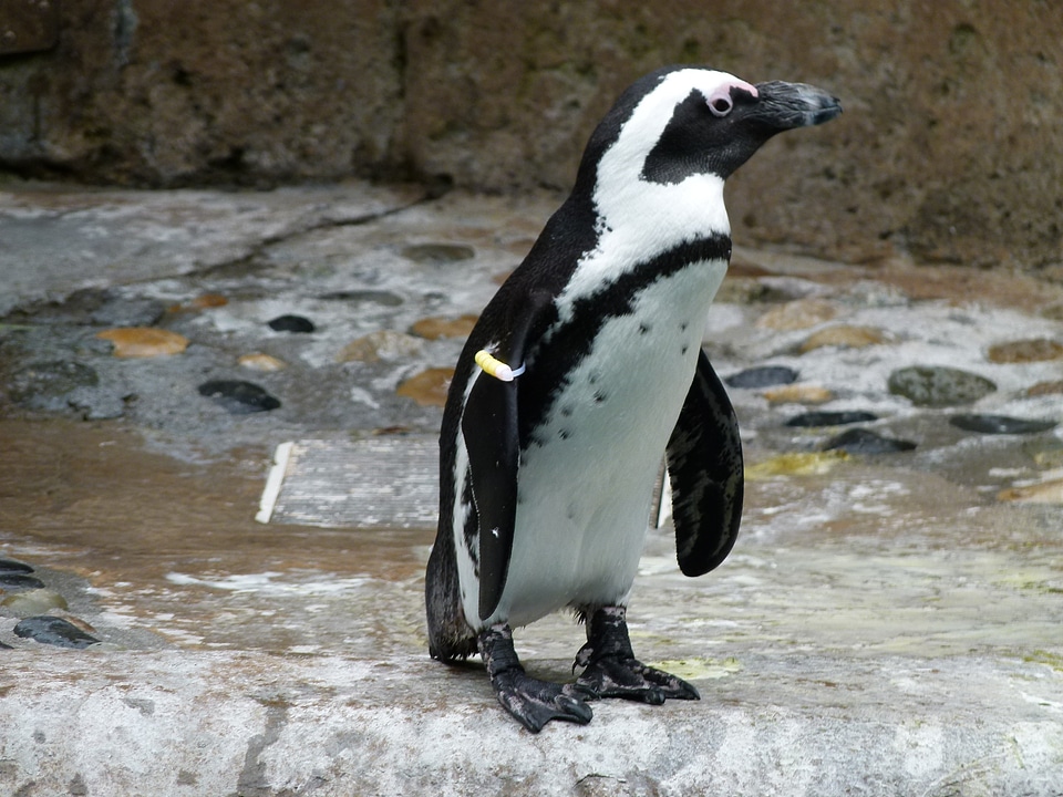 Bird animal ocean