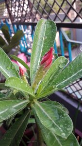 Growth garden summer