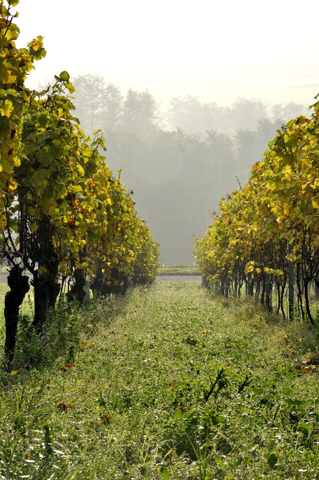 Autumn vineyard vine