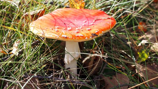 Autumn red fly agaric mushroom spotted