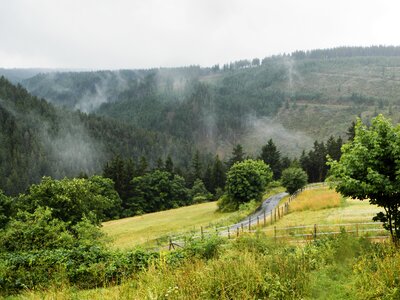 Rising fog green forest photo