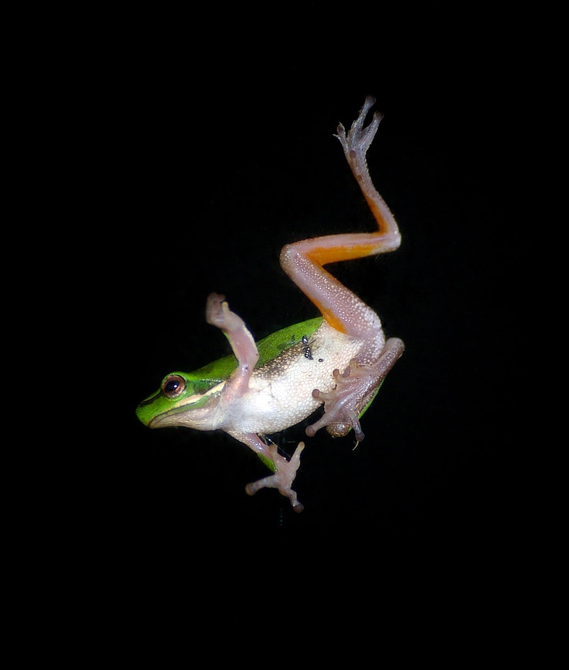 Motion frog movement