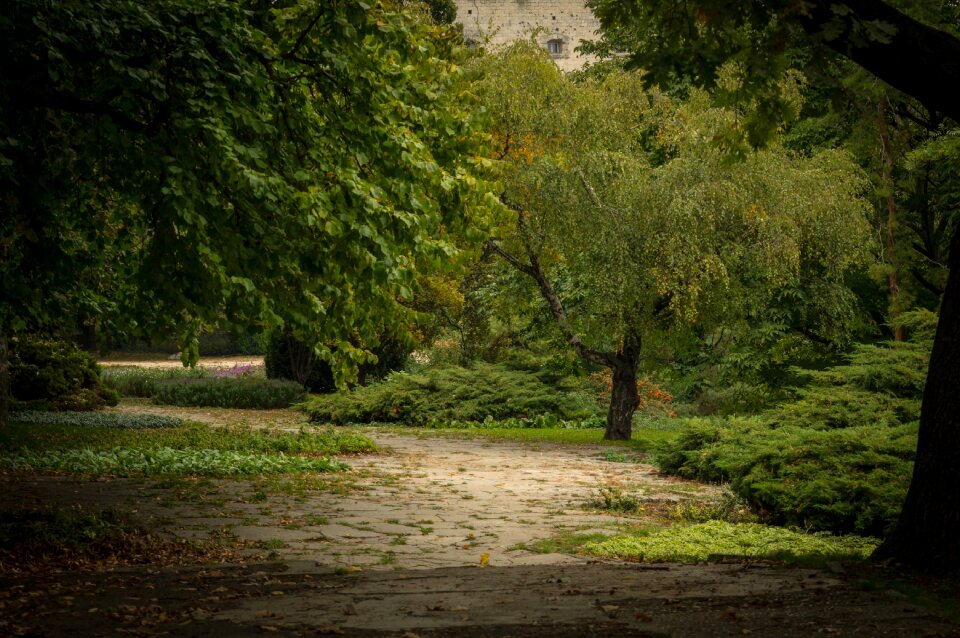 Autumn path nature