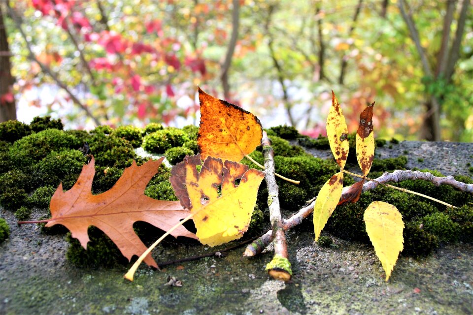 Foliage collapse colorful