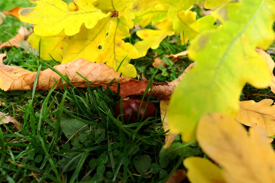 Leaves fall color emerge