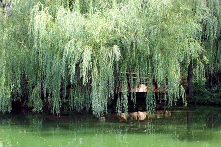 Weeping willow nature autumn
