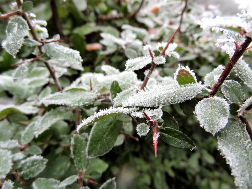 Plant nature branch photo