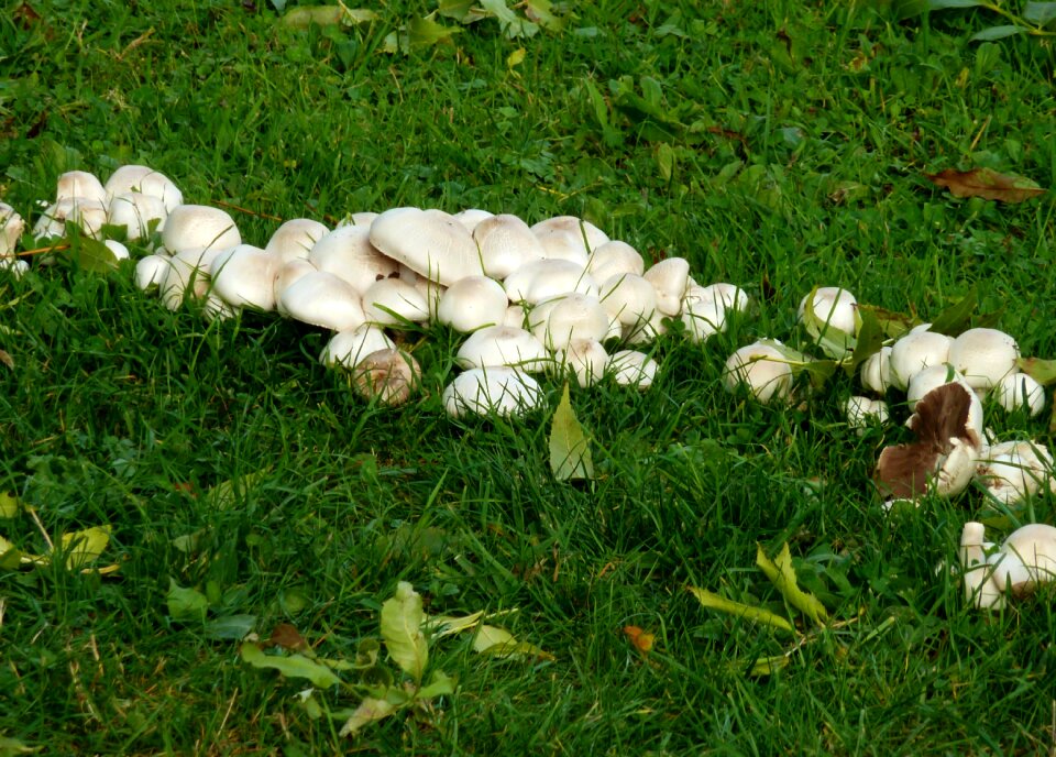 Mushroom picking brown brown mushroom photo