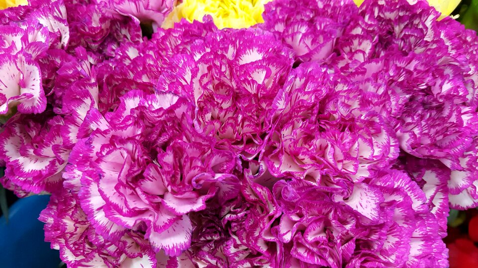 Flowers city chapter