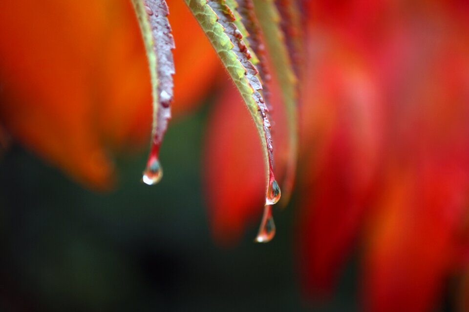 Wet nature golden autumn