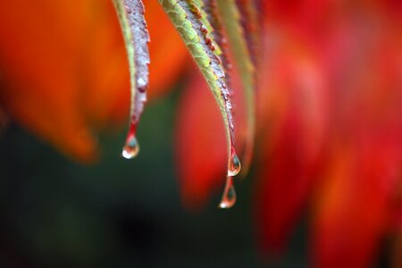 Wet nature golden autumn photo