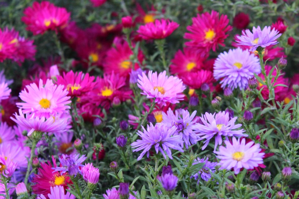Autumn flowers flowering plant