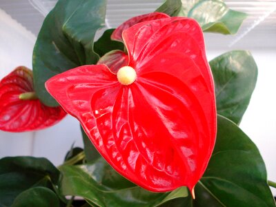 Male happiness closeup red flower