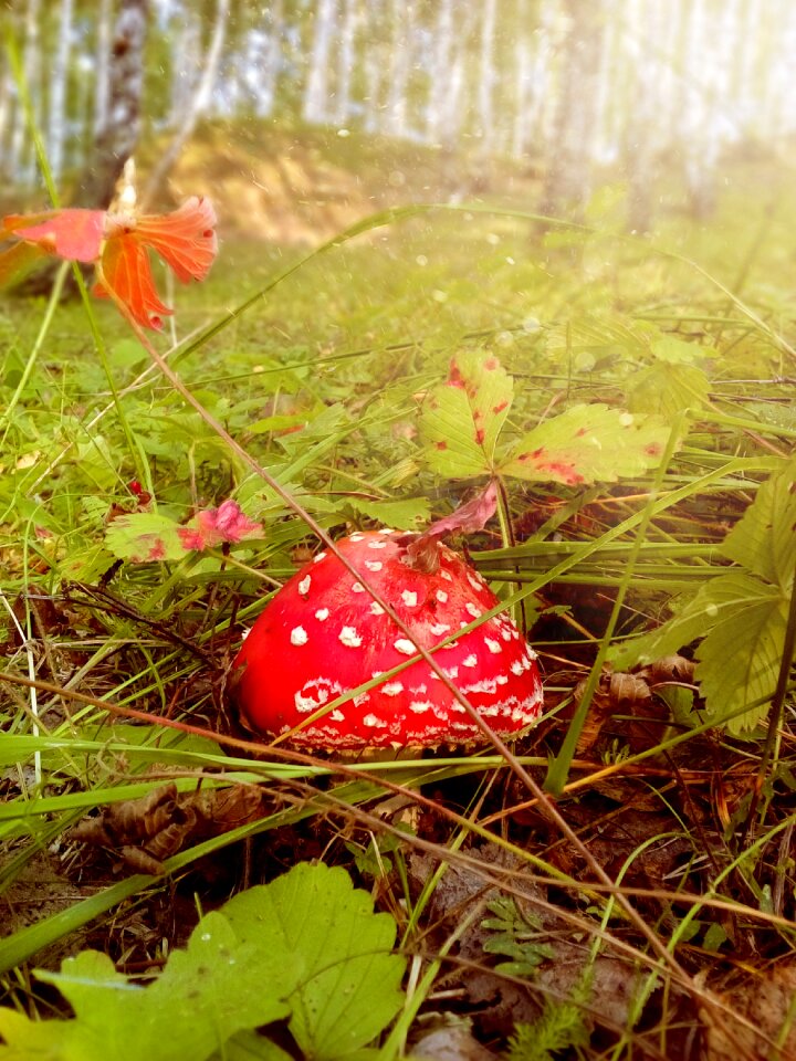 Day mushrooms birch
