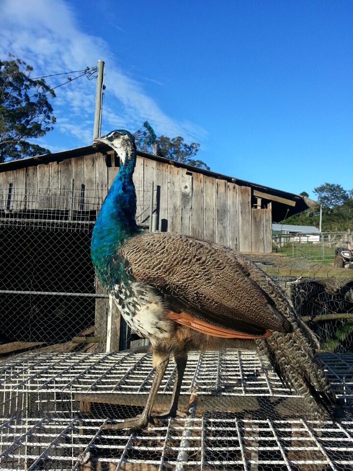 Birds rural outdoors