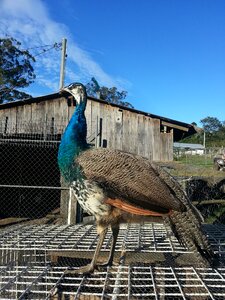 Birds rural outdoors