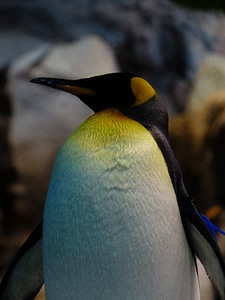 White penguin head