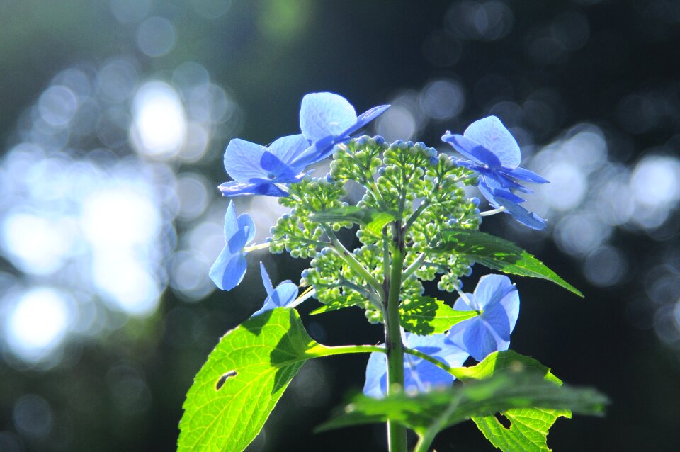Hydrangea light flowers