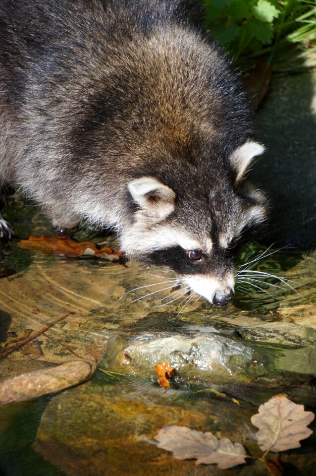 Drinking animal close up