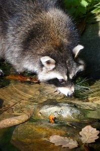 Drinking animal close up