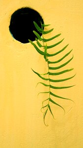 Wall fern plant photo