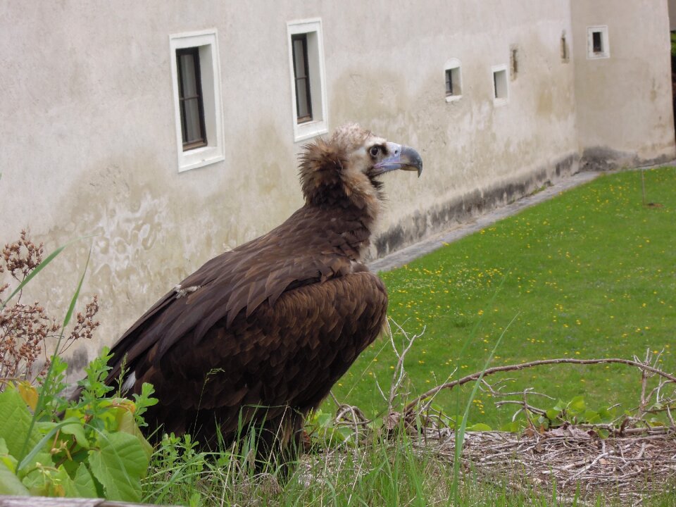 Raptor bird plumage