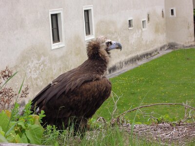 Raptor bird plumage
