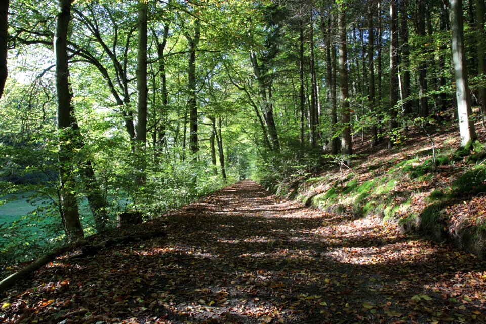 Forest nature trees