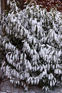 Leaves white denmark photo