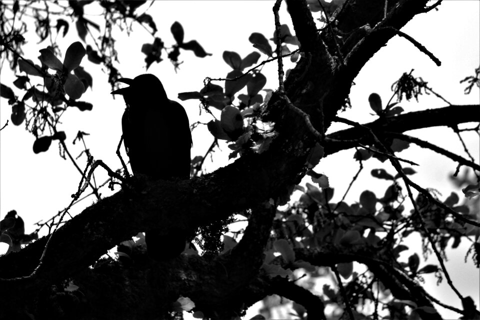 Animal black nature