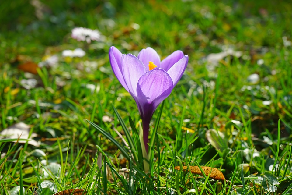 Spring frühlingsblüher violet