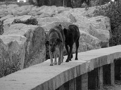 Patrol black white photo
