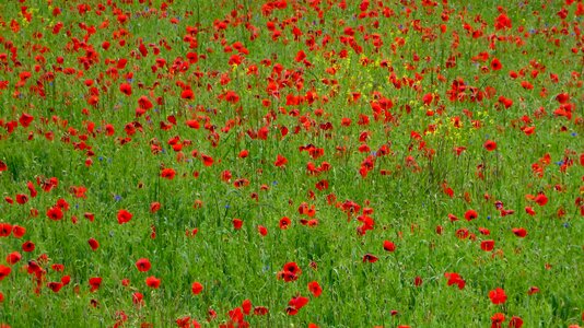 Meadow poppy flower